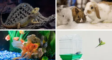 EXPERT ADVICE: How to care for an exotic animal