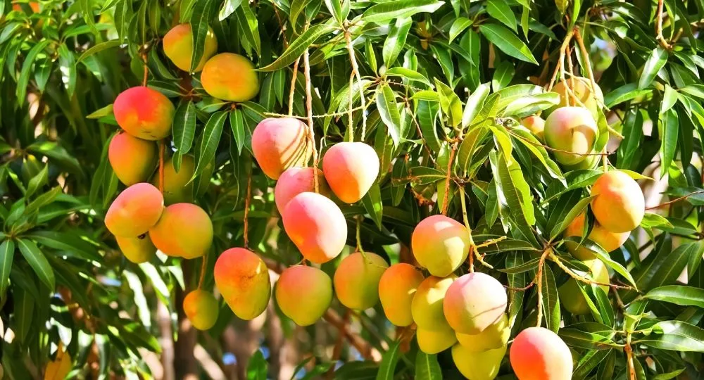 How to grow a mango tree in your garden