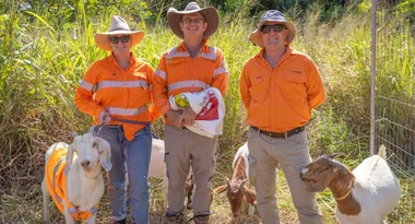 Meet the firefighting goats of Queensland