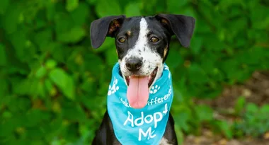 EXPERT ADVICE: Dr Kate Adams gives you the 101 on fostering pets