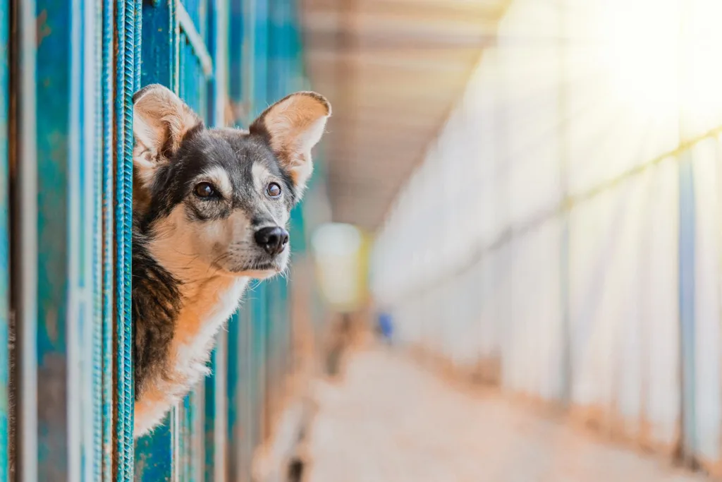 image of dog in animal shelter