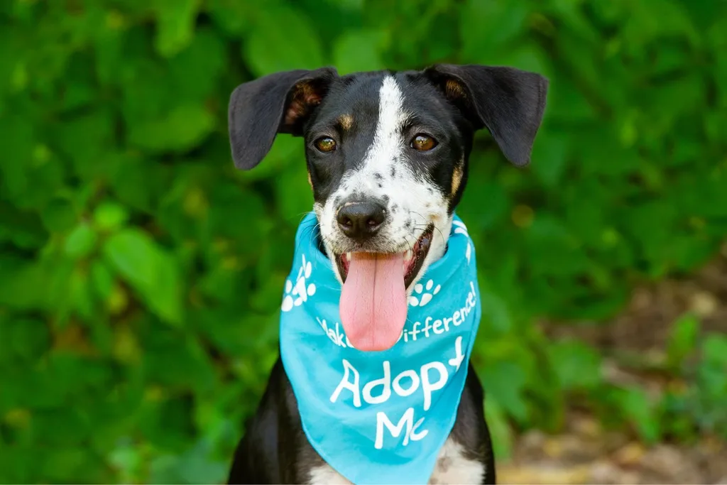 dog at animal shelter wearing adopt me bandana