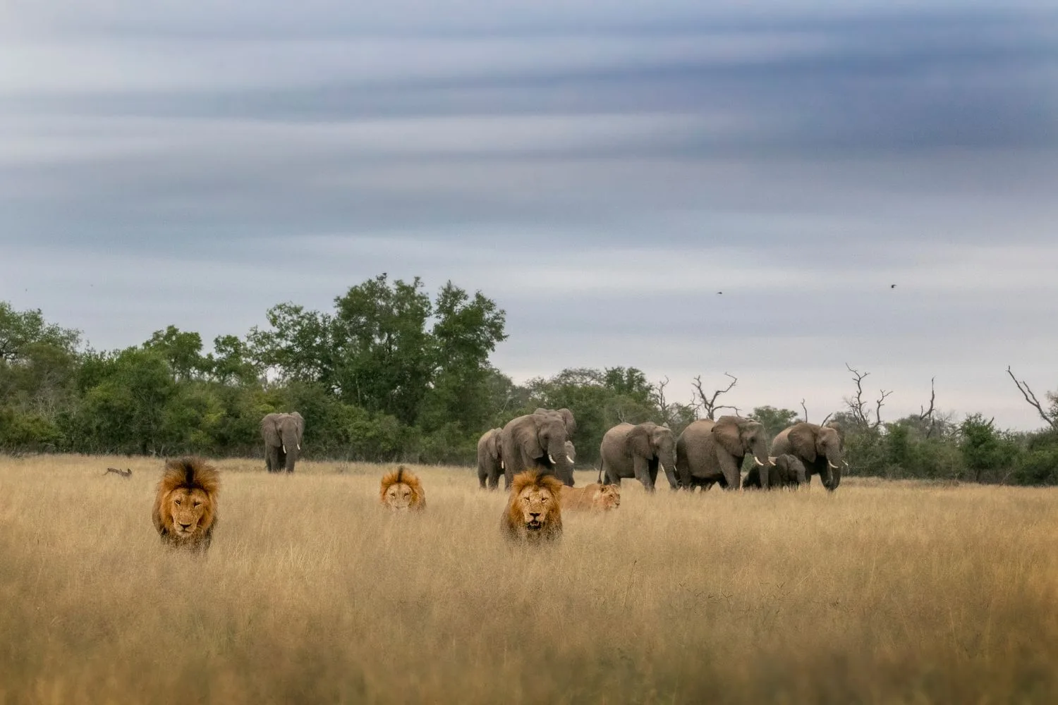 south africa wildlife