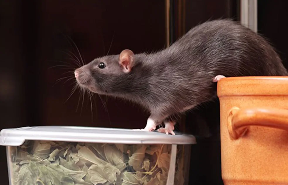 Horror as 30 rats filmed in popular Aussie food court | New Idea