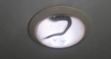 Snake catchers rescue 5ft python from bathroom light