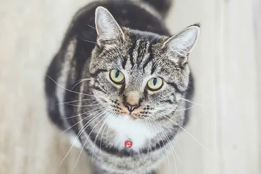 How can you tell if your cat likes you?