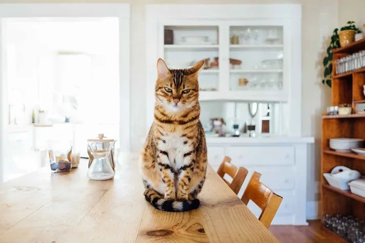 cat