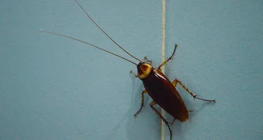 How to keep cockroaches out of your home