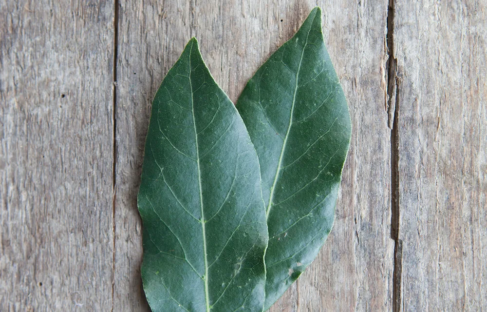 bay leaf