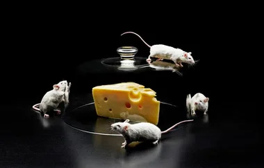 How to rid your home of mice naturally