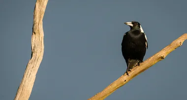 How magpies can form friendships with people