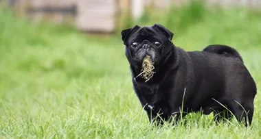 How to keep dogs off your lawn