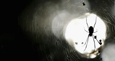 Man loses his house killing a spider