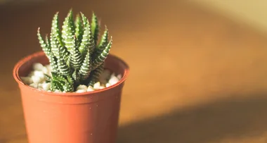 These three plant varieties are taking over Instagram