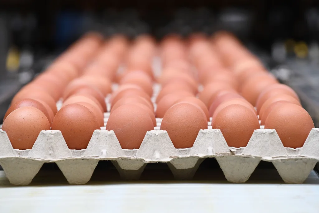 eggs