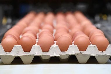 eggs
