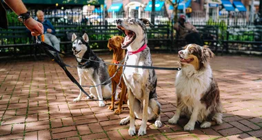 How to stop your dog from pulling on the lead