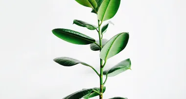 These houseplants might help stop you from getting sick, says NASA