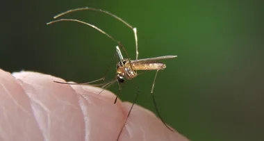 How to stop mosquitoes in their tracks