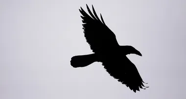 Australia’s most popular bird has been named – and it may freak you out