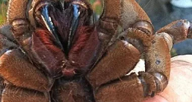 Sydney man finds HUGE spider crawling up his shoulder