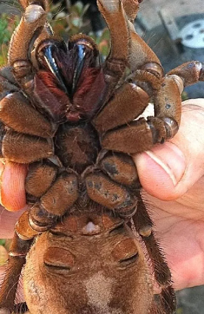 spider