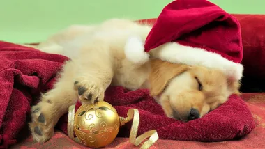 Mum spends $1,740 on pet dog for Christmas