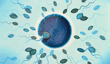 Facts about fertilisation