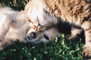 How to keep frightened pets safe from fireworks