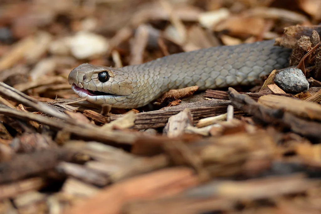 brown snake