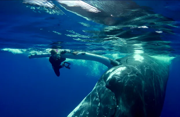 Incredible footage shows a humpback whale saving a diver from a shark