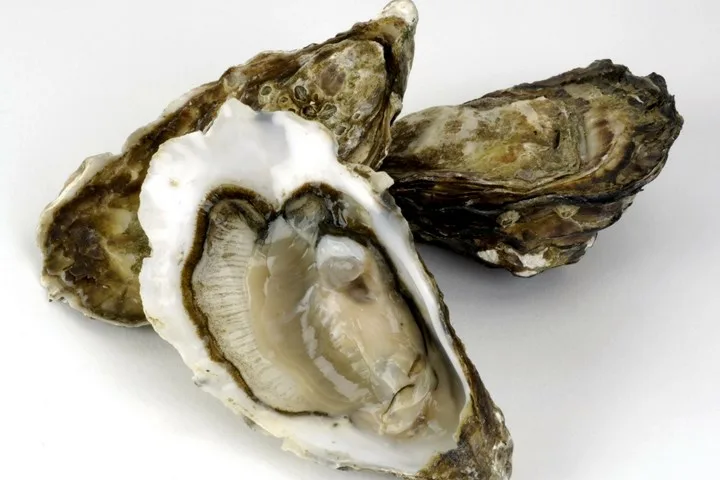oysters