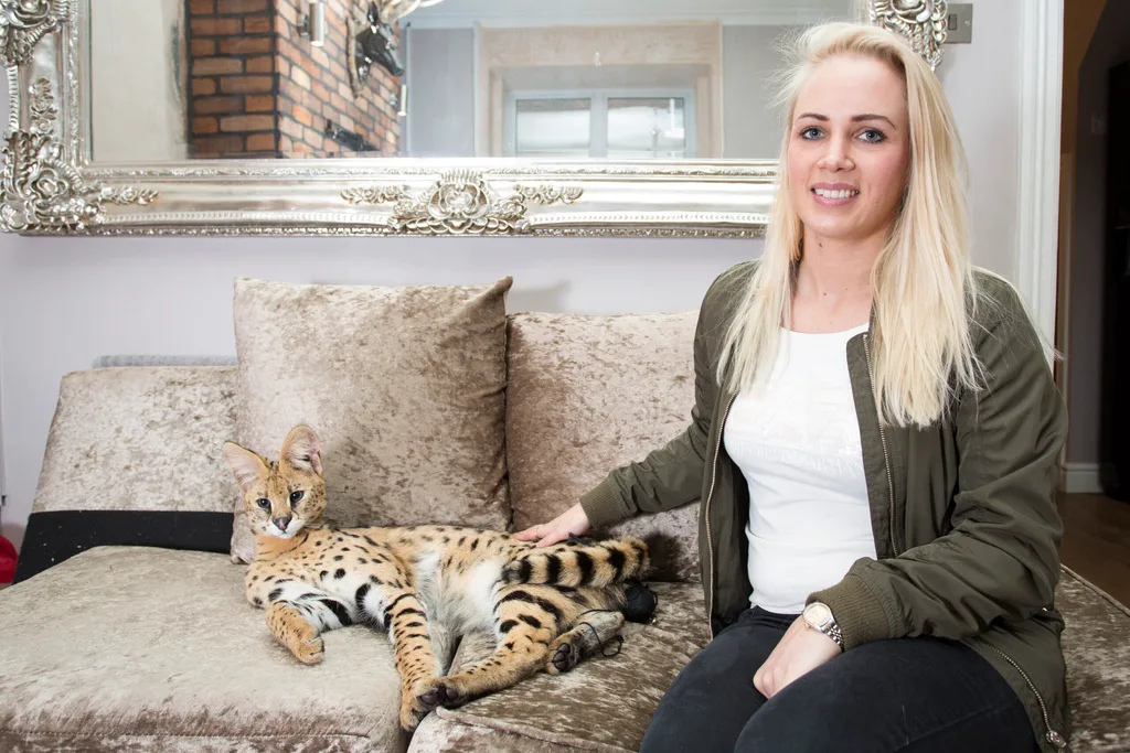 Despite the dangers, Kelly and her family are proud to share their home with an African serval