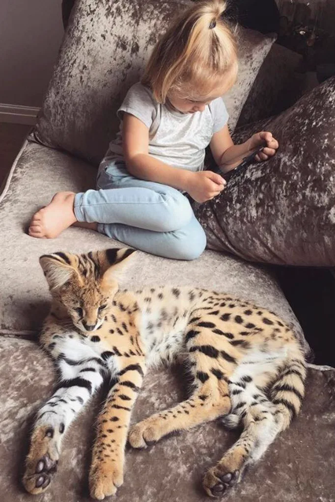 Despite the dangers, Kelly and her family are proud to share their home with an African serval