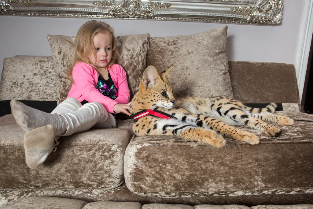 Despite the dangers, Kelly and her family are proud to share their home with an African serval