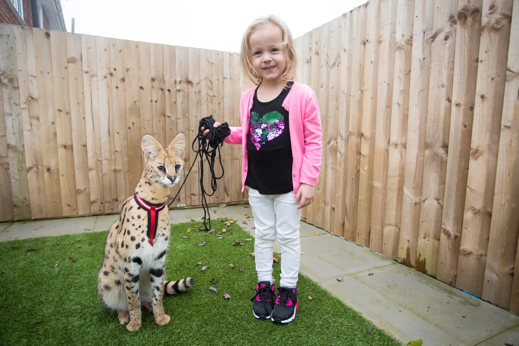 Despite the dangers, Kelly and her family are proud to share their home with an African serval