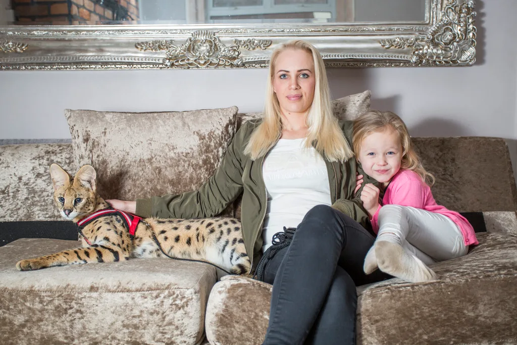 Despite the dangers, Kelly and her family are proud to share their home with an African serval