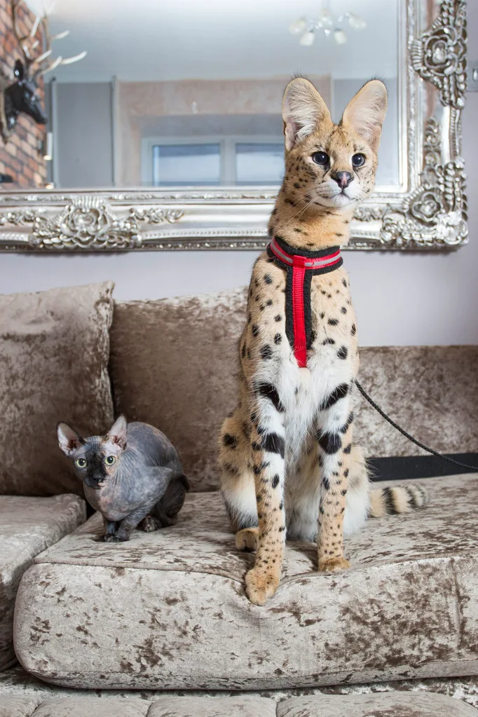 Despite the dangers, Kelly and her family are proud to share their home with an African serval