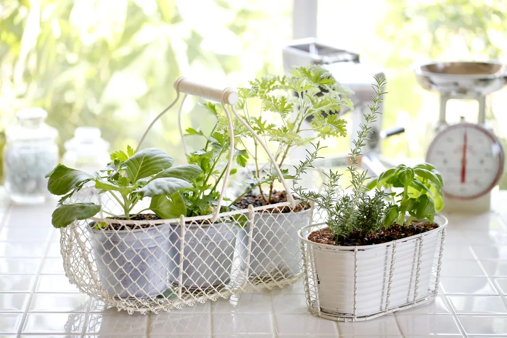 Herbs in the kitchen