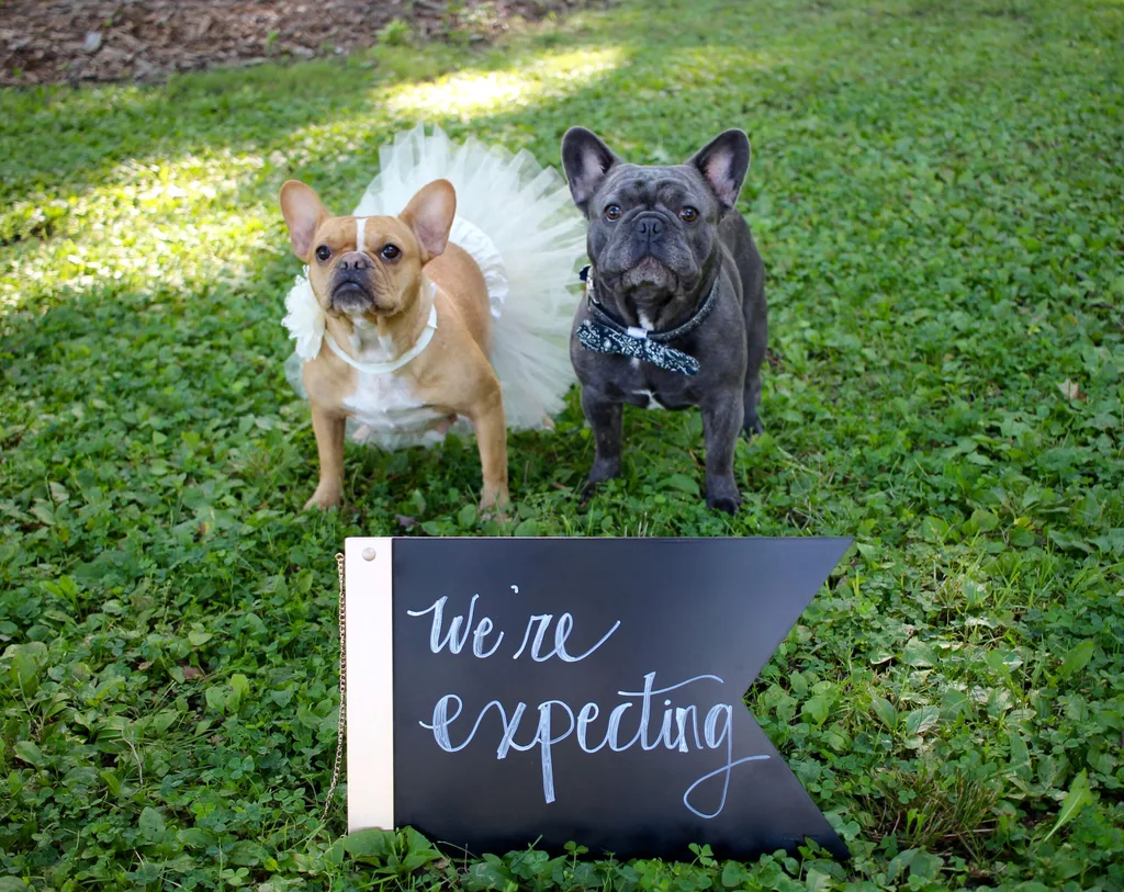 Dog parents-to-be pose for adorable maternity shoot