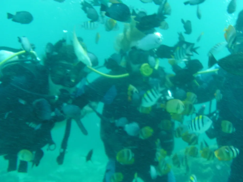 Honeymooning couple got lost at sea during dive trip