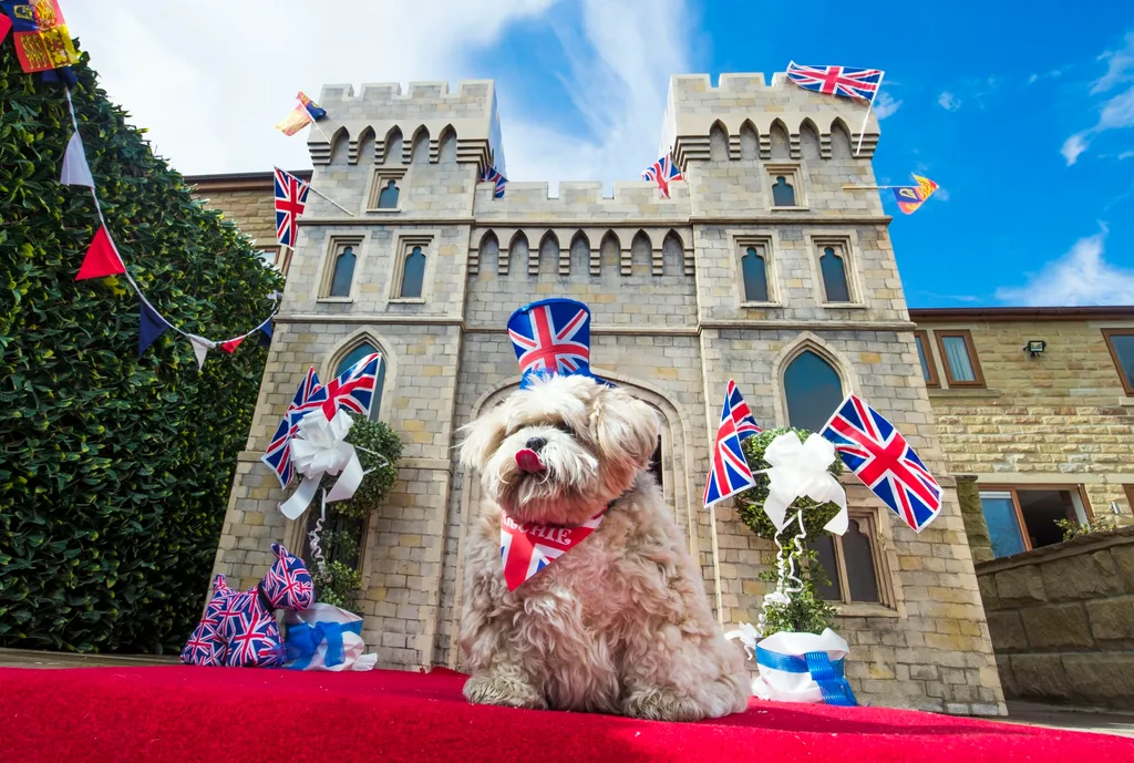 Lottery winner spends $9k on replica Windsor Castle for her DOG