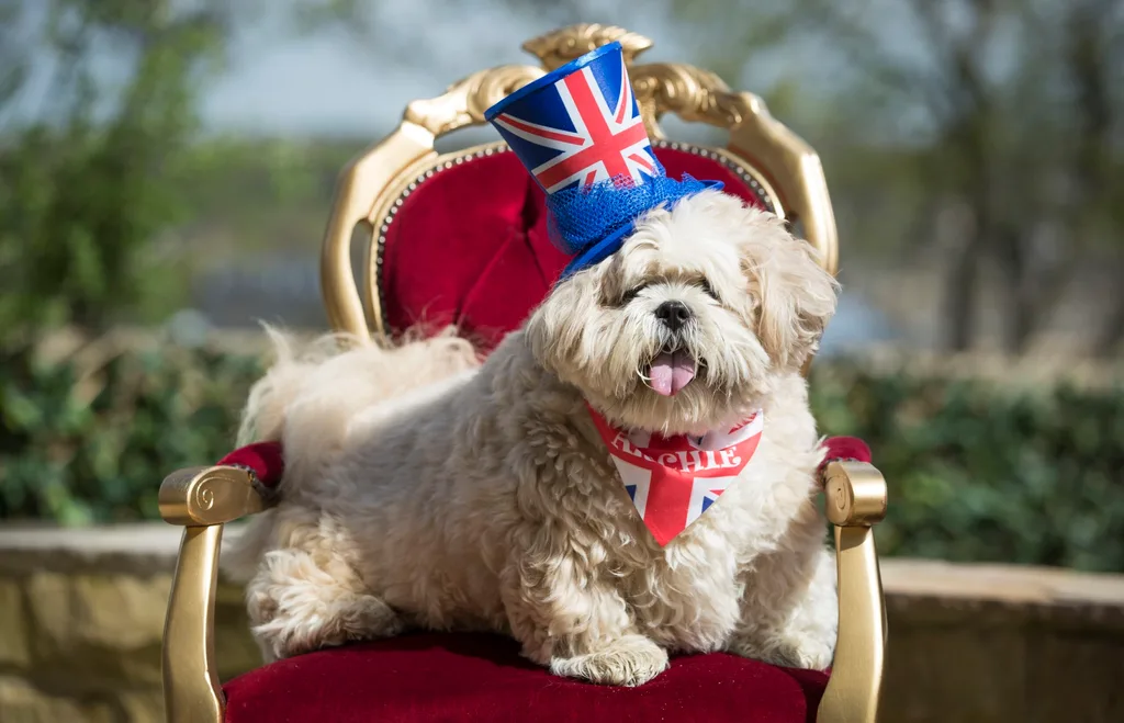 Lottery winner spends $9k on replica Windsor Castle for her DOG