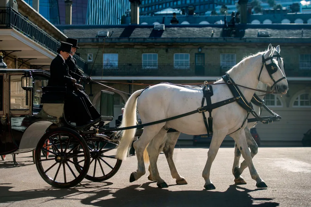 Two windsor greys will pull the carriage