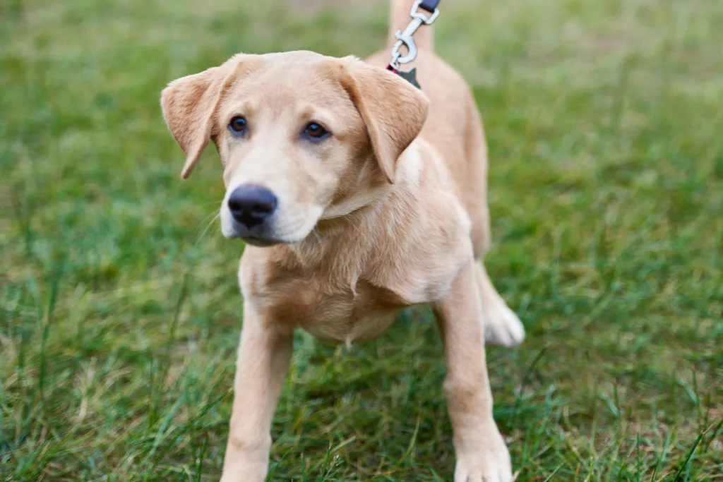 puppy