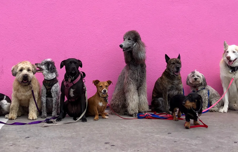 dog line up