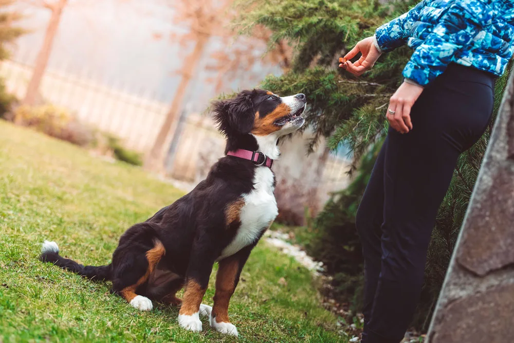 TRAINING DOG