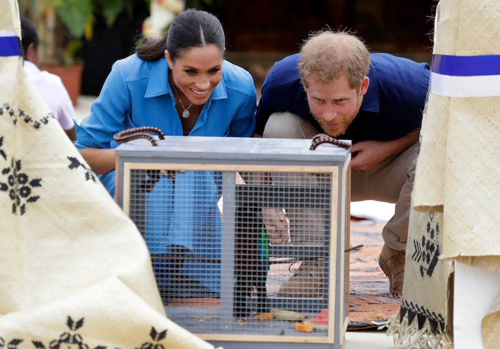 Meghan Markle zika risk
