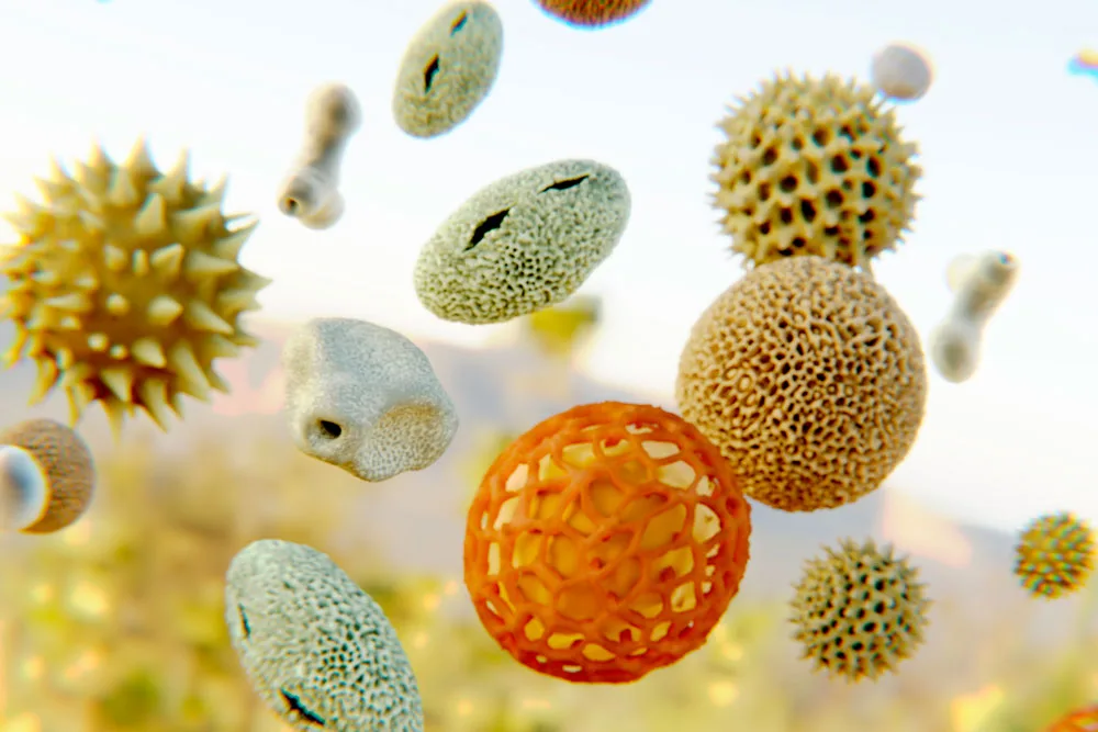 pollen