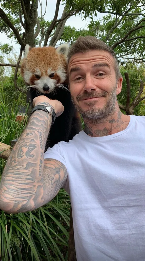 David Beckham